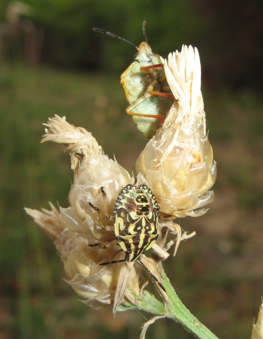 Heteroptera dei Colli Euganei